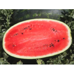 Arbuz Mirsini F1 1 tyś. nasion st